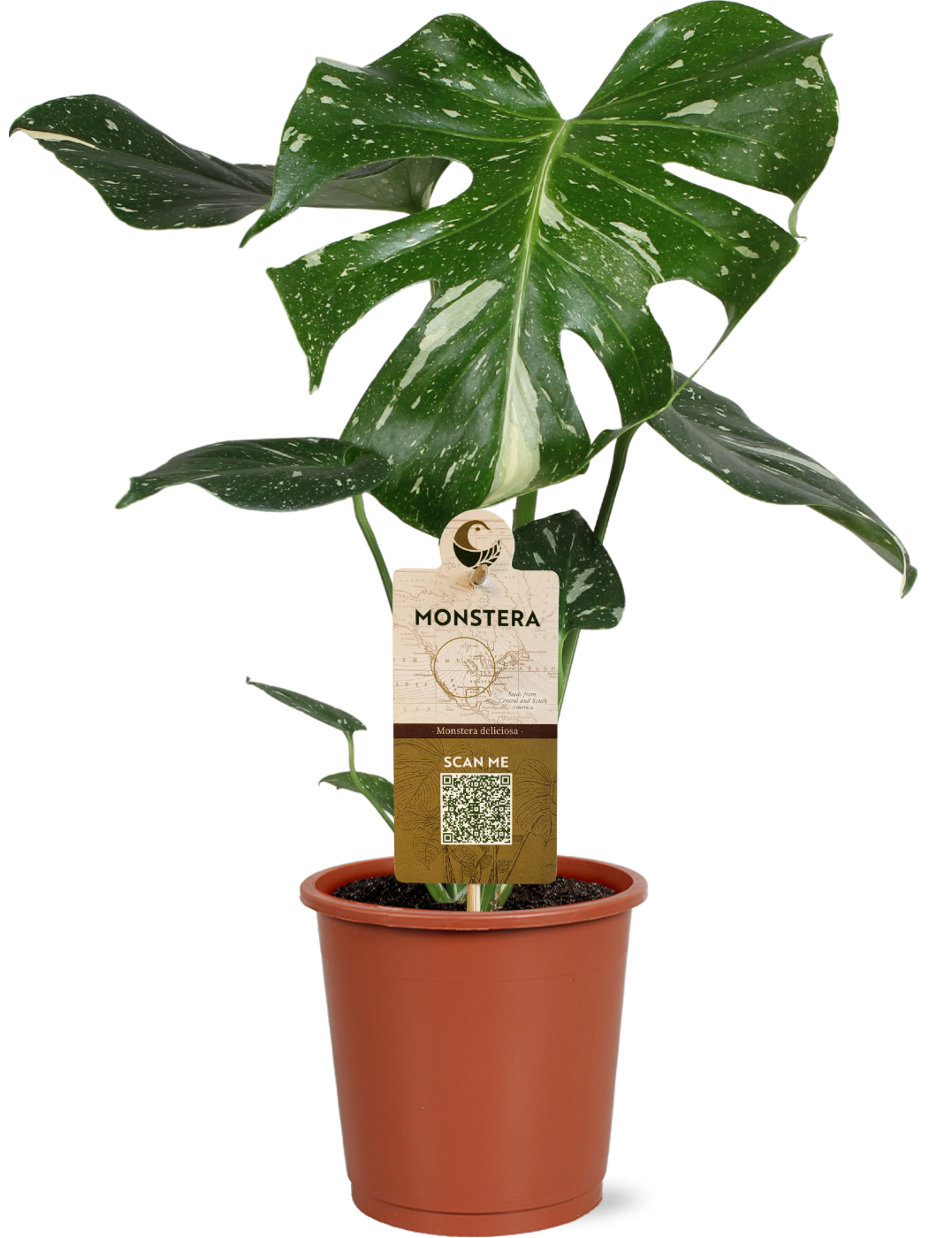 Горшечные цветы и растения оптом Monstera Thai Constellation от 6шт из Голландии с доставкой по России
