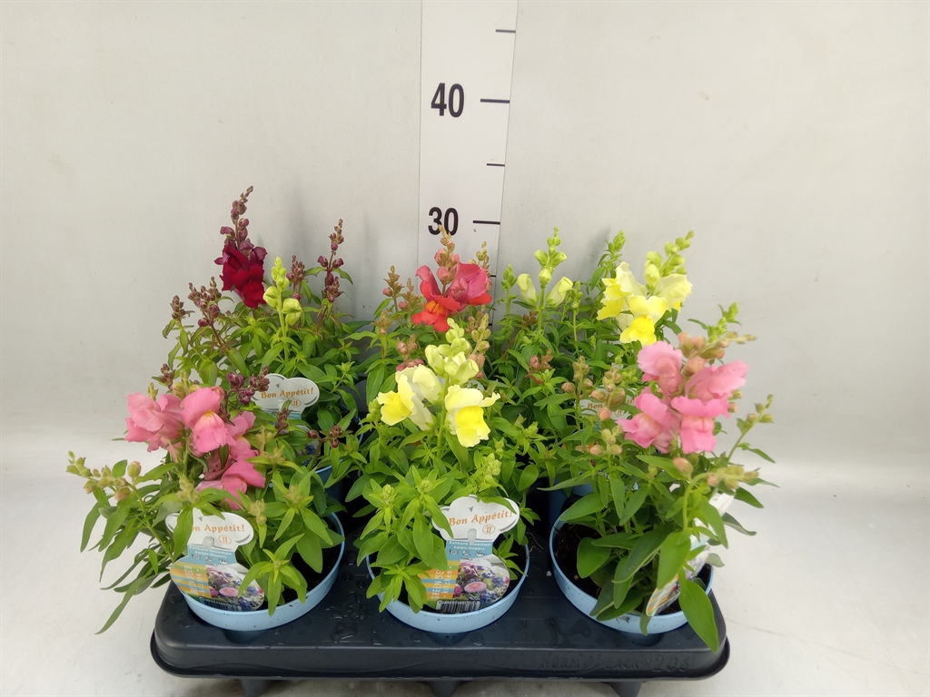 Горшечные цветы и растения оптом Antirrhinum Majus   ...mix от 6шт из Голландии с доставкой по России