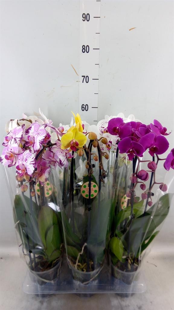 Горшечные цветы и растения оптом Phal 1st Hot Kiss Cascade от 6шт из Голландии с доставкой по России