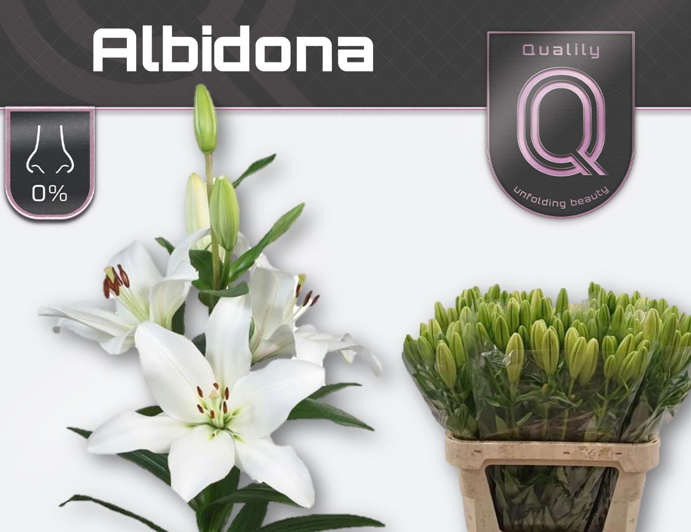 Срезанные цветы оптом Lilium az albidona от 80шт из Голландии с доставкой по России