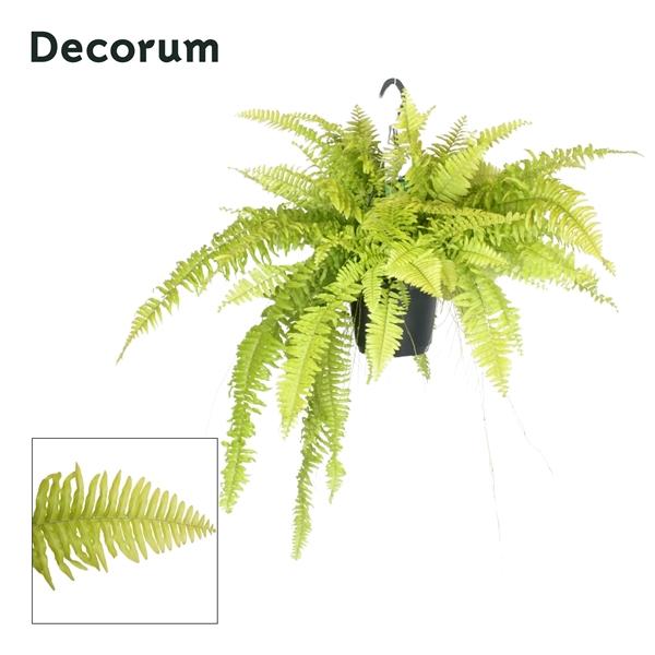 Горшечные цветы и растения оптом Nephrolepis Blonde от 6шт из Голландии с доставкой по России