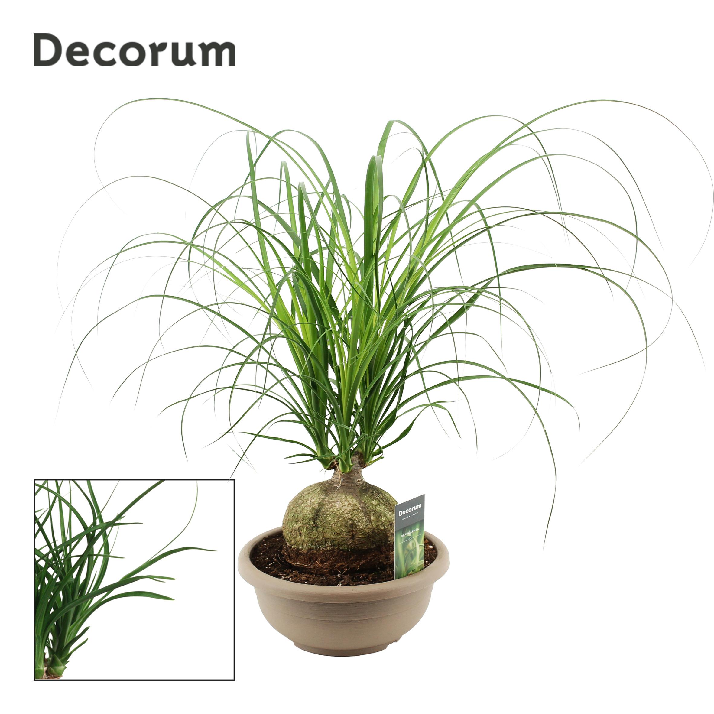 Горшечные цветы и растения оптом Beaucarnea Bol (dec) от 1шт из Голландии с доставкой по России
