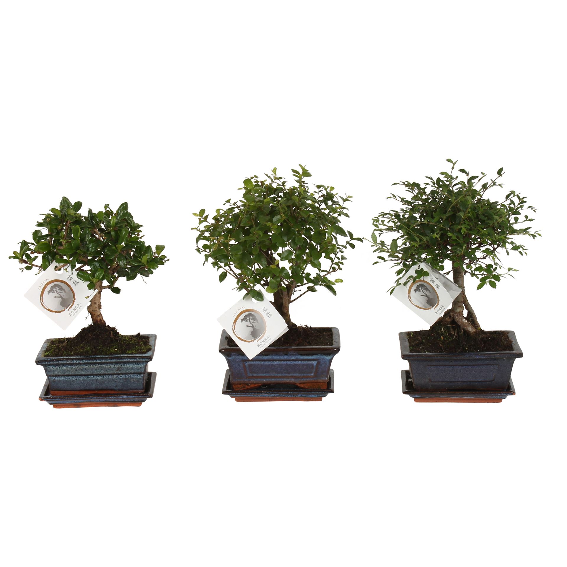 Горшечные цветы и растения оптом Bonsai   ...mix от 10шт из Голландии с доставкой по России