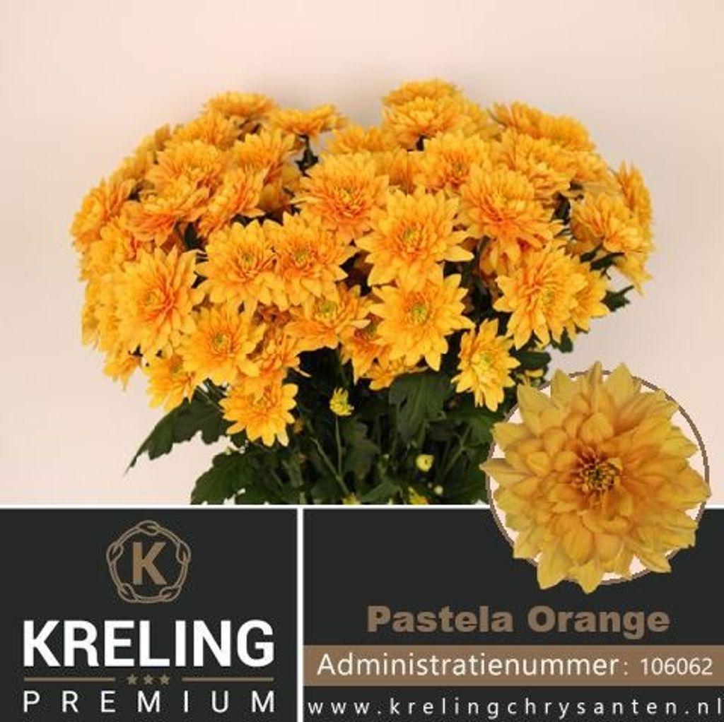 Срезанные цветы оптом Chrys sp pastela orange от 80шт из Голландии с доставкой по России