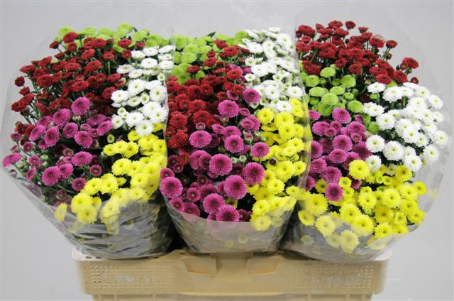 Срезанные цветы оптом Chrys sa calimero mix от 75шт из Голландии с доставкой по России