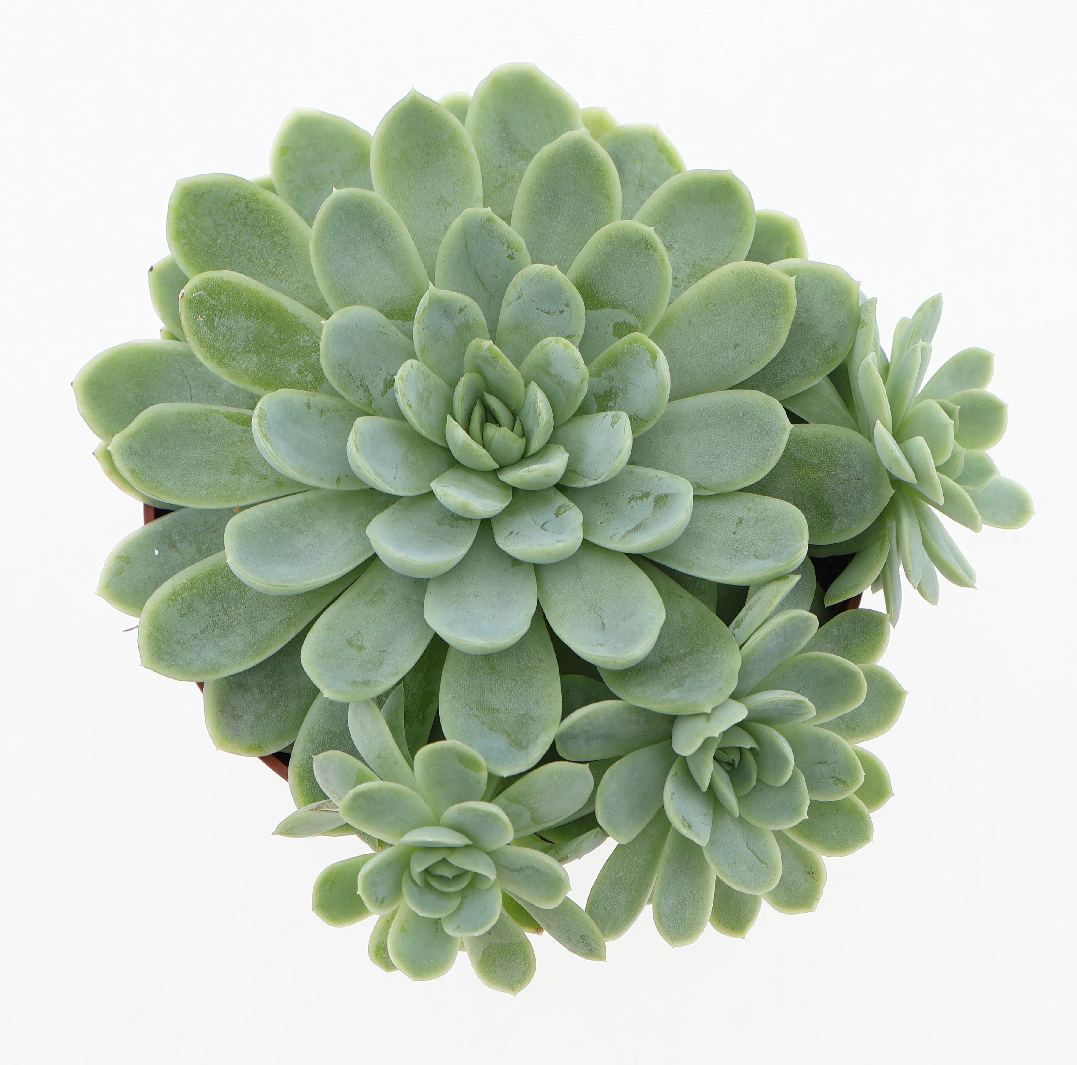 Горшечные цветы и растения оптом Echeveria Elegans от 6шт из Голландии с доставкой по России