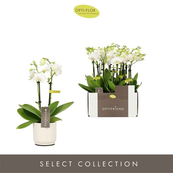 Горшечные цветы и растения оптом Phal 2st Sophie 10+ In White Lazio (opti) от 6шт из Голландии с доставкой по России