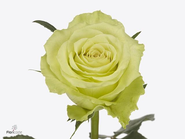 Срезанные цветы оптом Rosa large camouflage! от 50шт из Голландии с доставкой по России