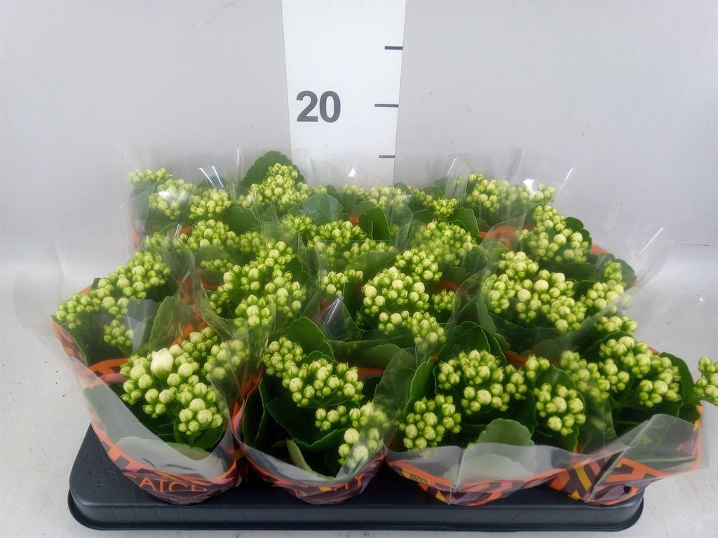 Горшечные цветы и растения оптом Kalanchoe Blos. calandiva Whites от 16шт (для телеги) из Голландии с доставкой по России