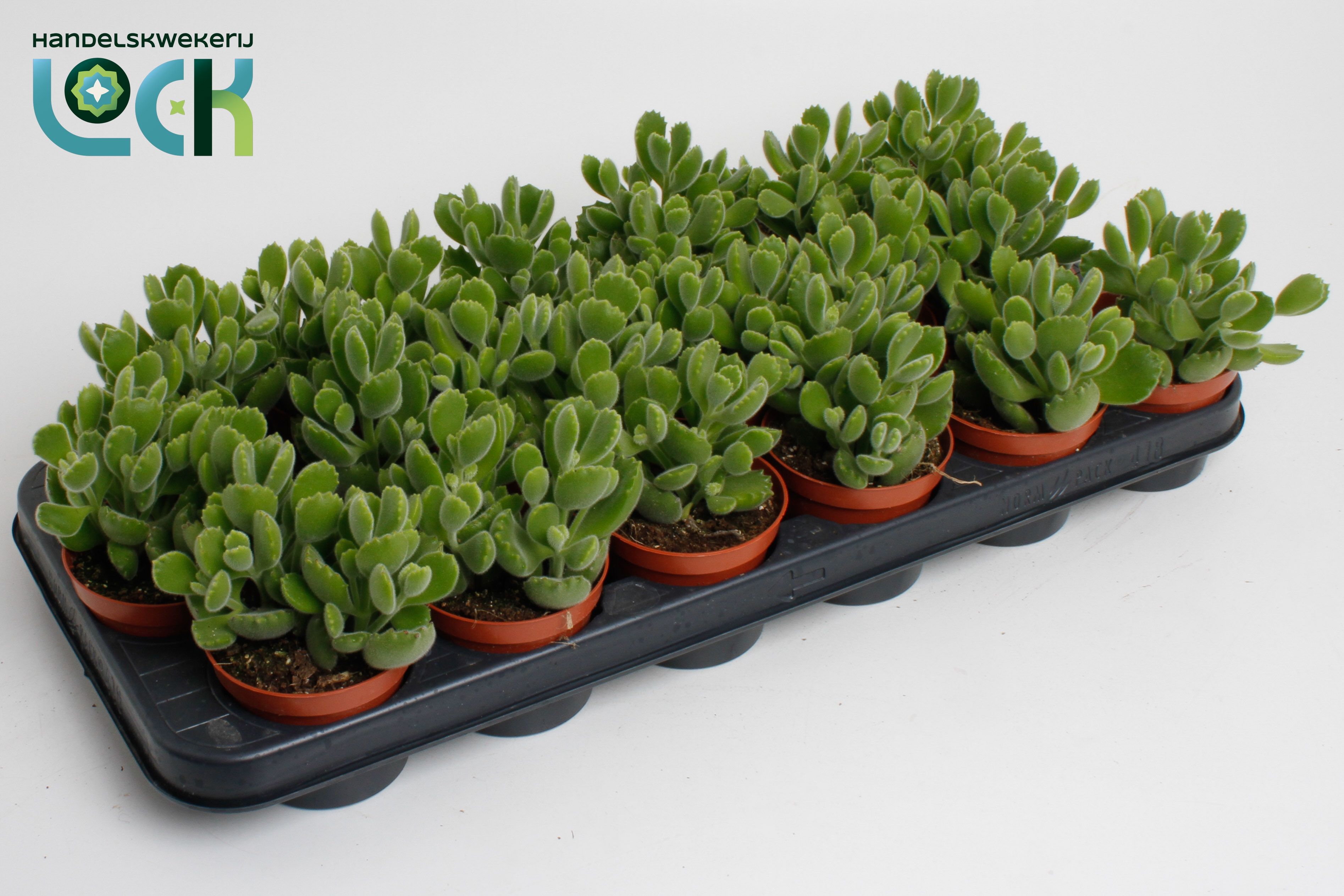 Горшечные цветы и растения оптом Cotyledon Ladismithiensis от 18шт (для телеги) из Голландии с доставкой по России