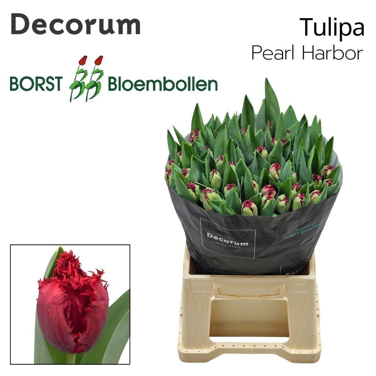 Срезанные цветы оптом Tulipa fr pearl harbor от 50шт из Голландии с доставкой по России