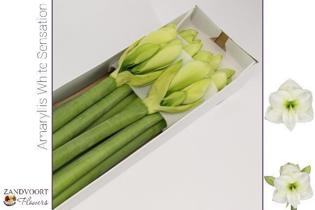 Срезанные цветы оптом Hippeastrum white sensation от 8шт из Голландии с доставкой по России