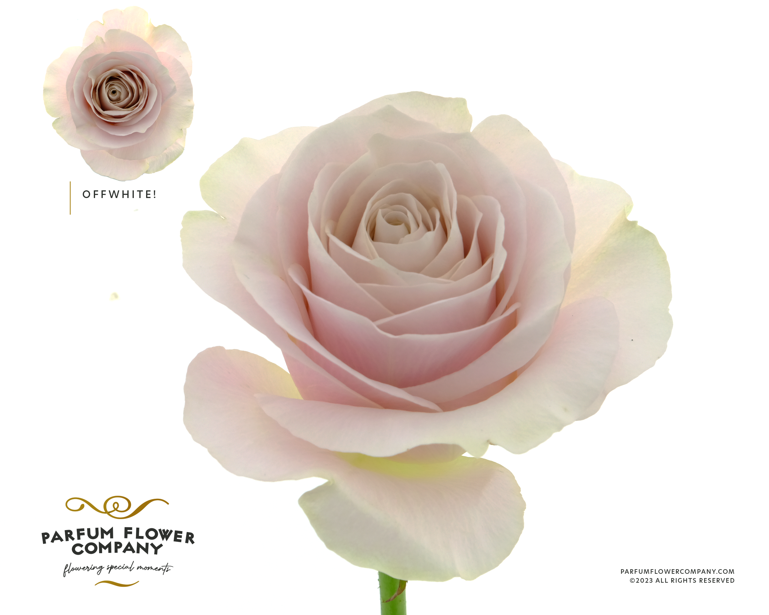 Срезанные цветы оптом Rosa la garden off-white! от 20шт из Голландии с доставкой по России