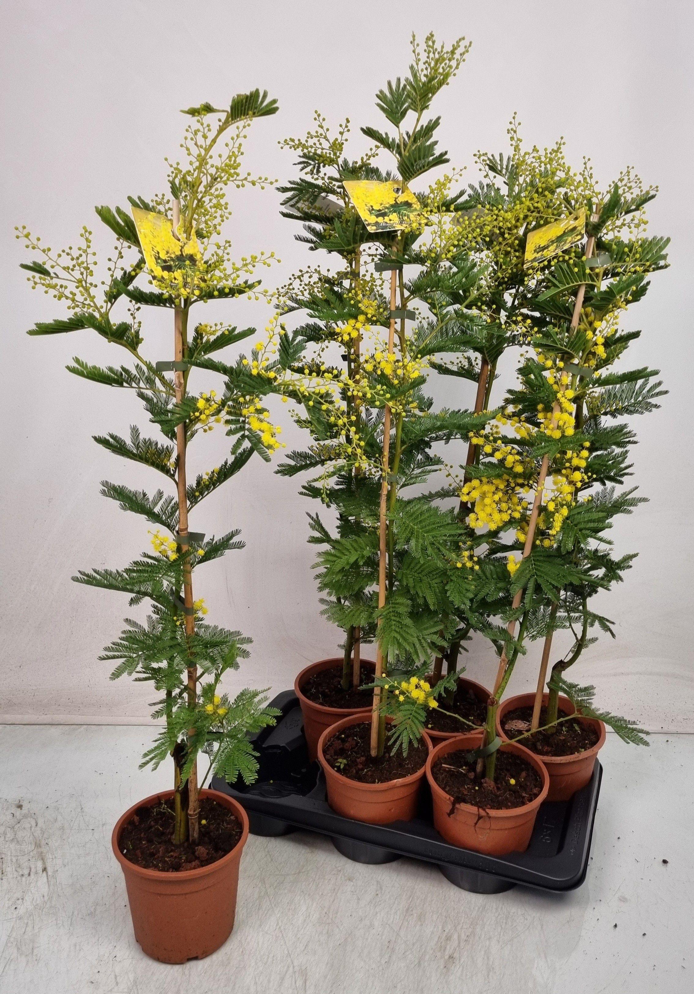 Горшечные цветы и растения оптом Mimosa Pudica от 6шт из Голландии с доставкой по России