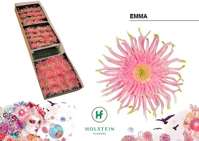 Срезанные цветы оптом Gerbera gerpasta emma от 45шт из Голландии с доставкой по России