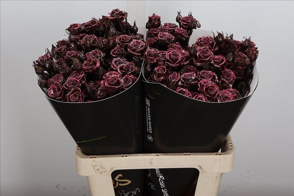 Срезанные цветы оптом Rosa spray wax choco от 20шт из Голландии с доставкой по России