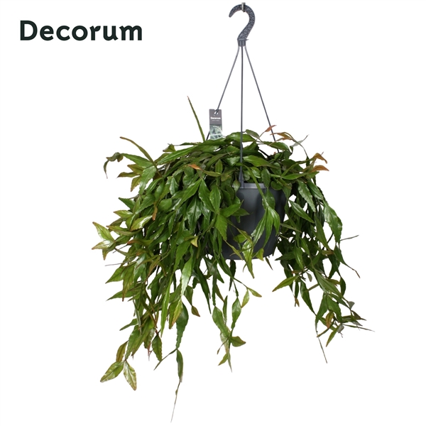 Горшечные цветы и растения оптом Rhipsalis Elliptica Xxl Hangpot (decorum) от 1шт из Голландии с доставкой по России