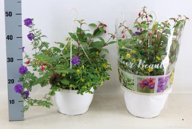 Горшечные цветы и растения оптом Perkpl Toef 4 Kl от 1шт из Голландии с доставкой по России