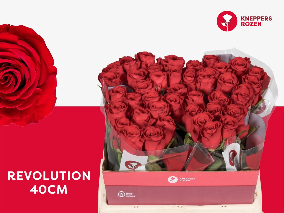 Срезанные цветы оптом Rosa large revolution от 40шт из Голландии с доставкой по России