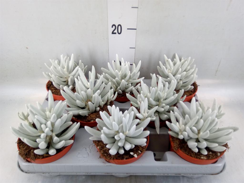 Горшечные цветы и растения оптом Senecio   ... от 8шт из Голландии с доставкой по России