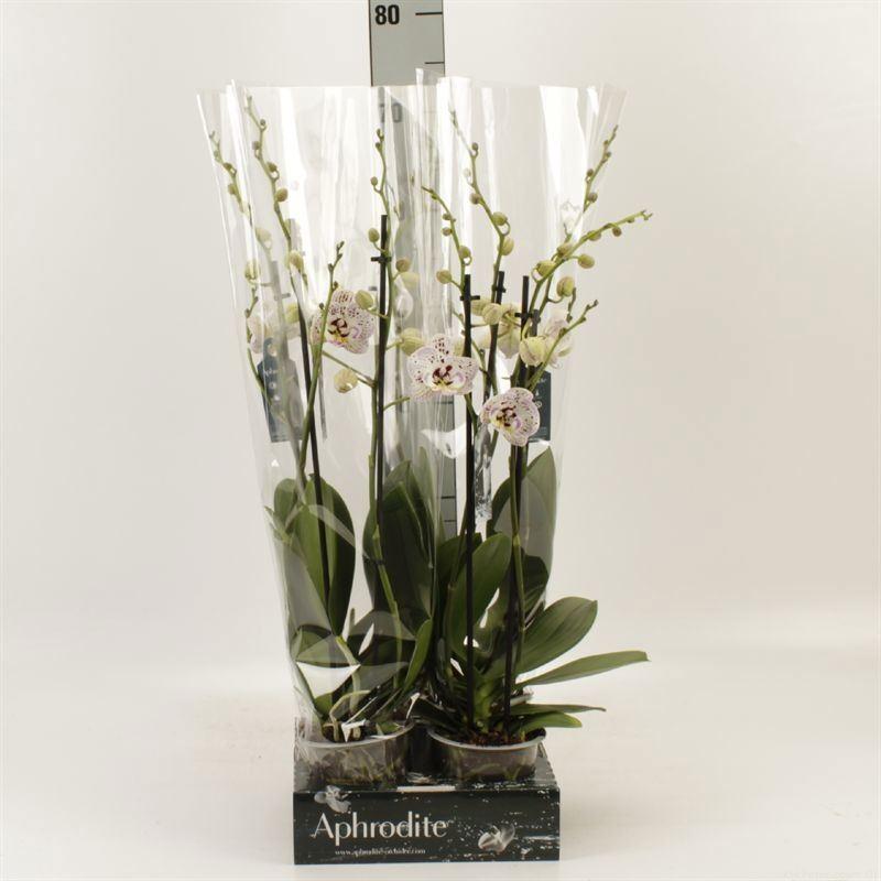 Горшечные цветы и растения оптом Phalaenopsis   ...rose от 4шт' из Голландии с доставкой по России