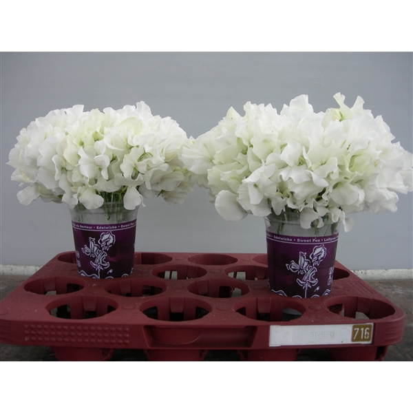 Срезанные цветы оптом Lathyrus winter sunshine white от 120шт из Голландии с доставкой по России