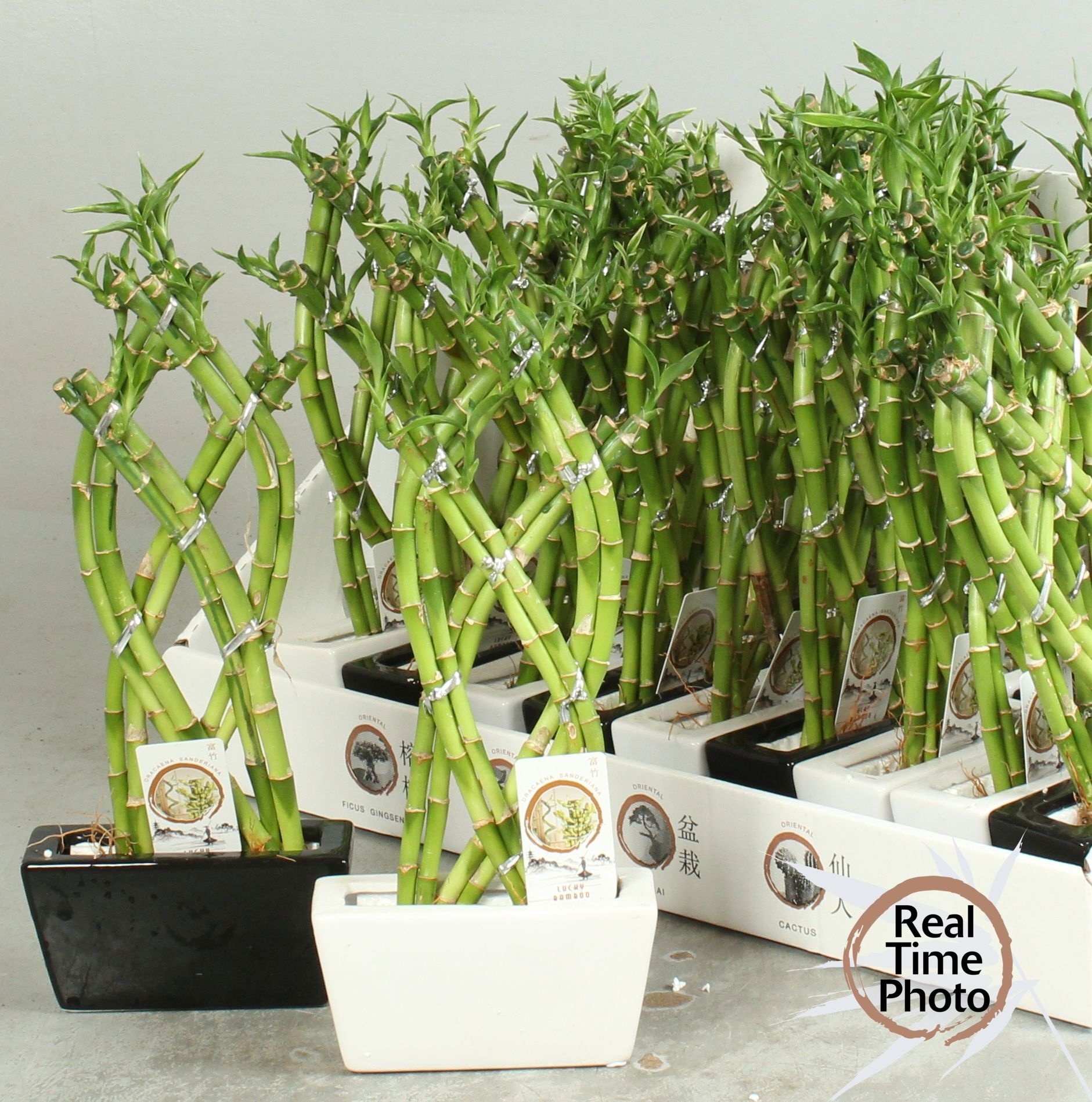Горшечные цветы и растения оптом Dra Lucky Bamboo от 18шт из Голландии с доставкой по России