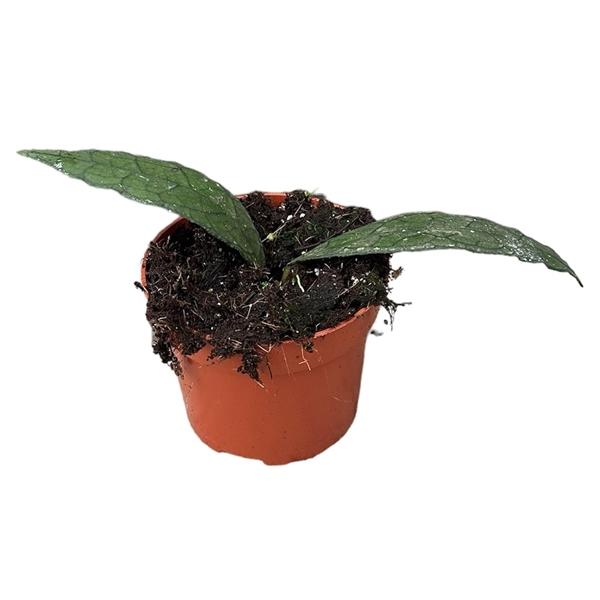 Горшечные цветы и растения оптом Hoya Clemensiorum Sumatra от 1шт из Голландии с доставкой по России