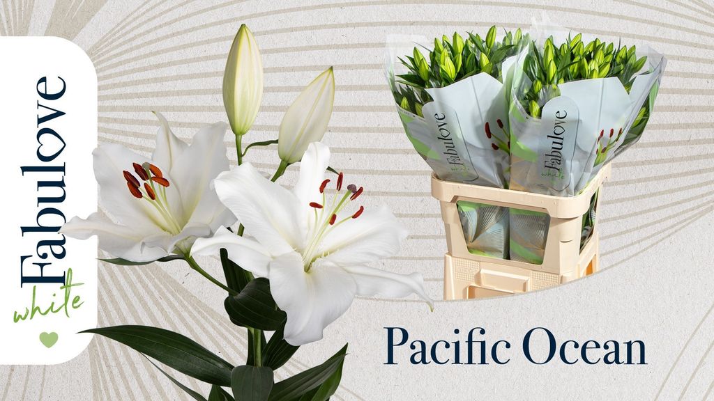 Срезанные цветы оптом Lilium or pacific ocean от 40шт... из Голландии с доставкой по России