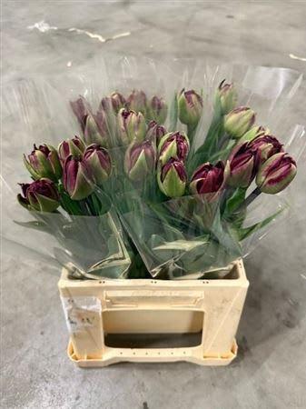Срезанные цветы оптом Tulipa do palmyra от 25шт из Голландии с доставкой по России