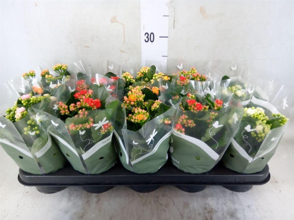 Горшечные цветы и растения оптом Kalanchoe Blos.   ..rosebud Mix от 10шт из Голландии с доставкой по России