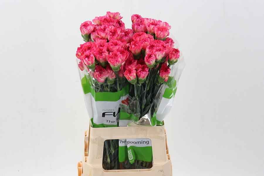 Срезанные цветы оптом Dianthus st samai от 80шт из Голландии с доставкой по России