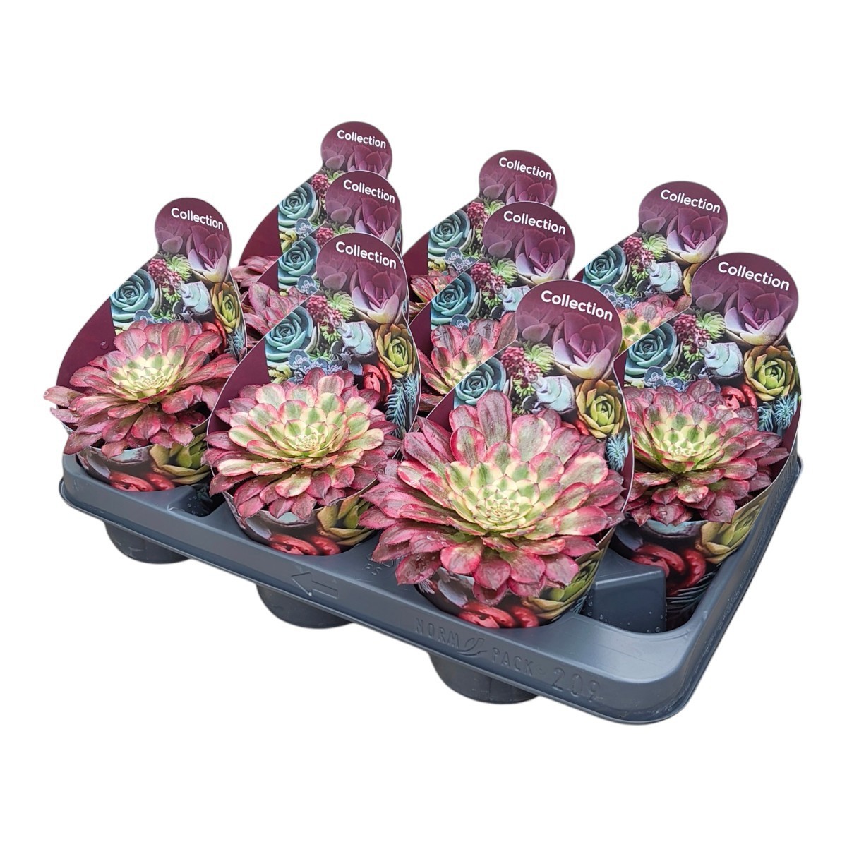 Горшечные цветы и растения оптом Aeonium Mardi Gras Potcover от 9шт из Голландии с доставкой по России