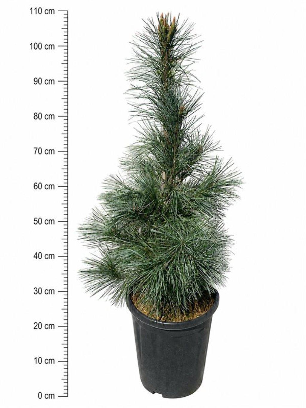 Горшечные цветы и растения оптом Pinus Monticola Ammerland от 1шт из Голландии с доставкой по России