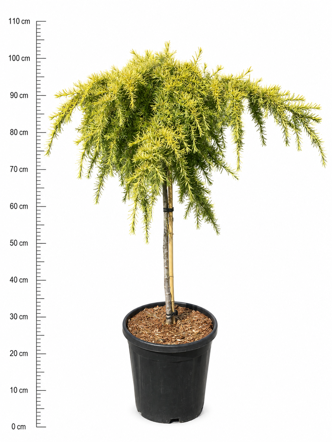 Горшечные цветы и растения оптом Cedrus Deod. lime Glow от 1шт из Голландии с доставкой по России