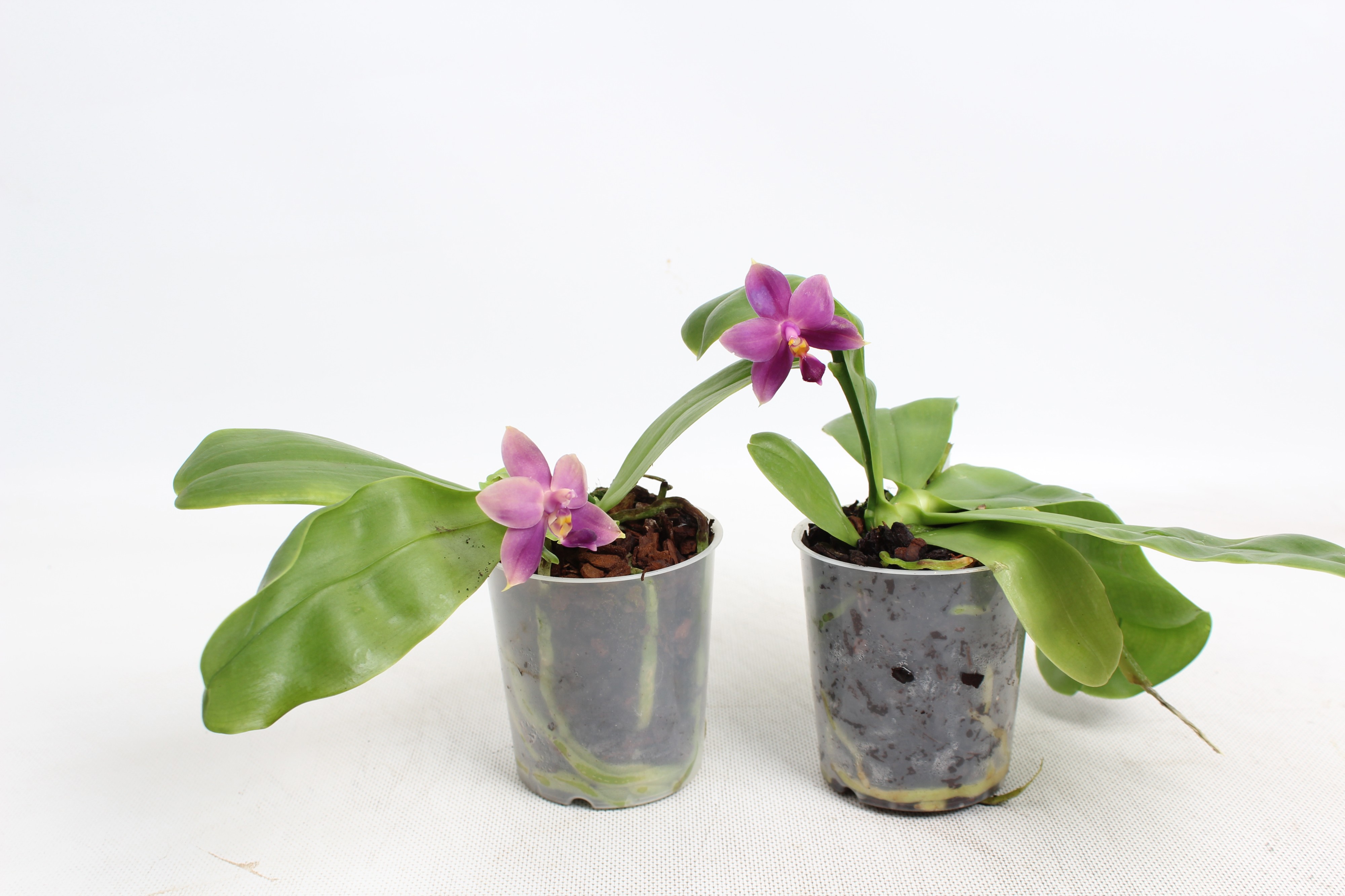 Горшечные цветы и растения оптом Phal Violacaea 4+ от 6шт (для телеги) из Голландии с доставкой по России