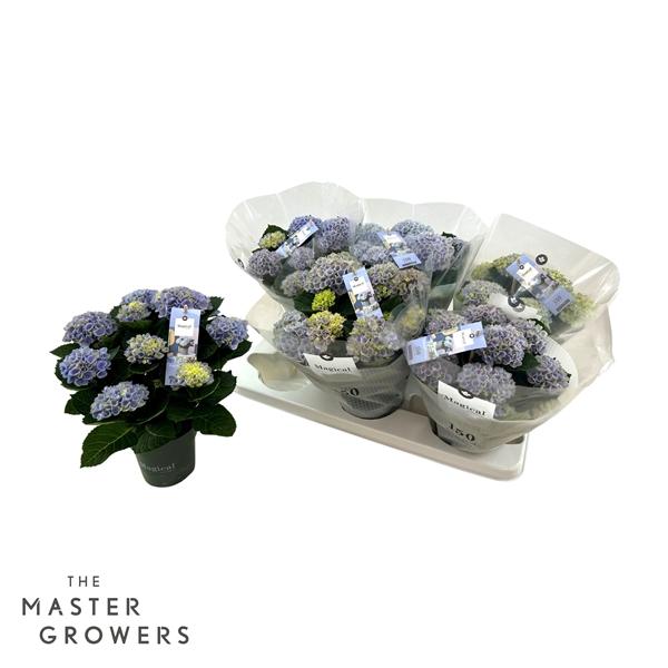 Горшечные цветы и растения оптом Hydrangea Ma Magical Revolution Blue 5+ от 6шт из Голландии с доставкой по России