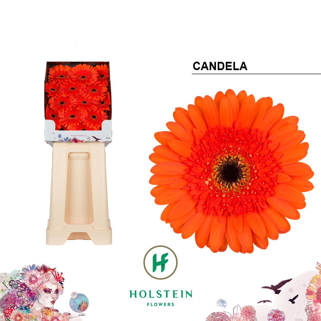 Срезанные цветы оптом Gerbera diamond candela от 45шт из Голландии с доставкой по России