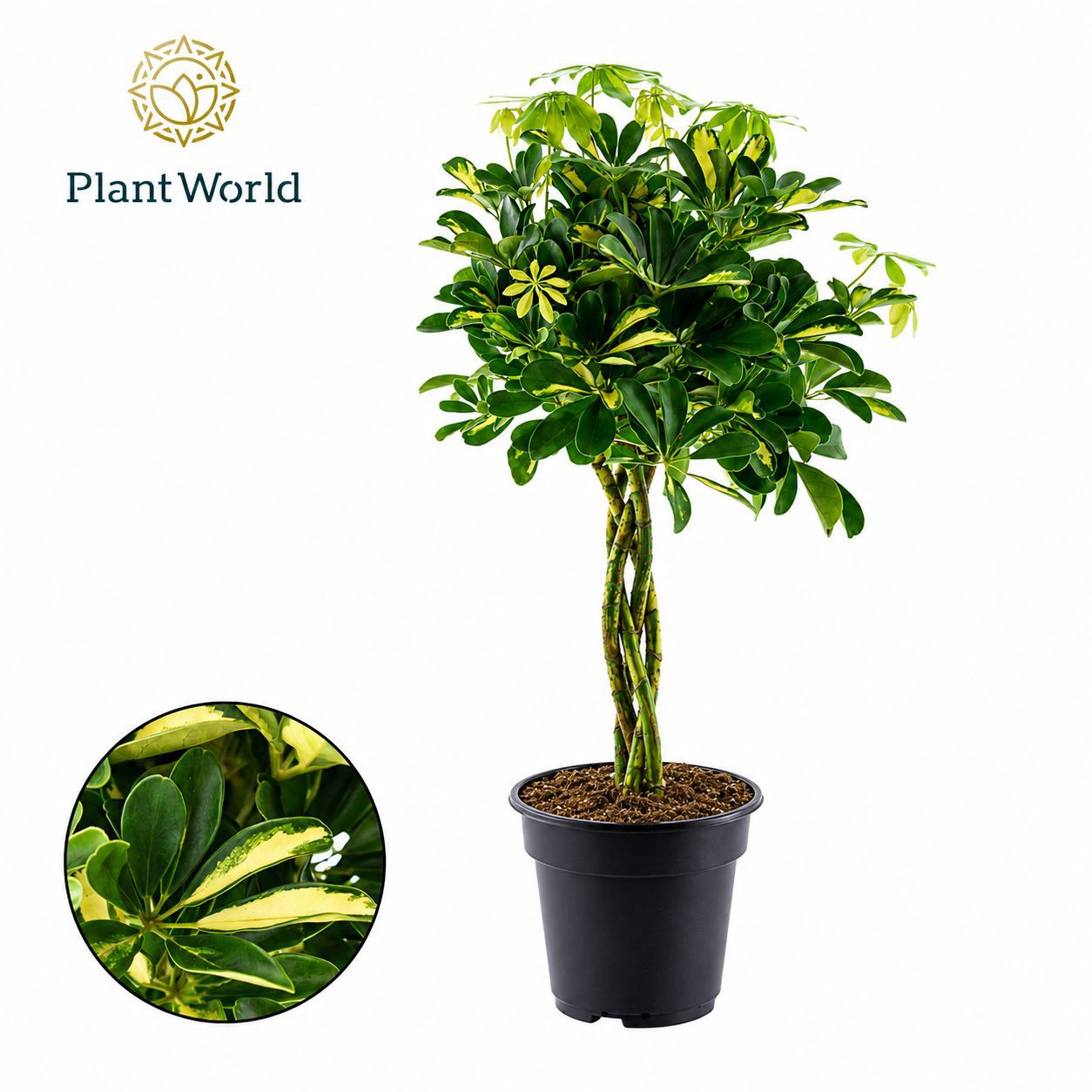 Горшечные цветы и растения оптом Schefflera Gold Capella Twisted от 3шт из Голландии с доставкой по России