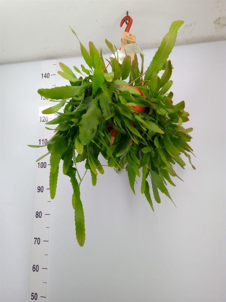 Горшечные цветы и растения оптом Lepismium Houlletianum от 1шт из Голландии с доставкой по России