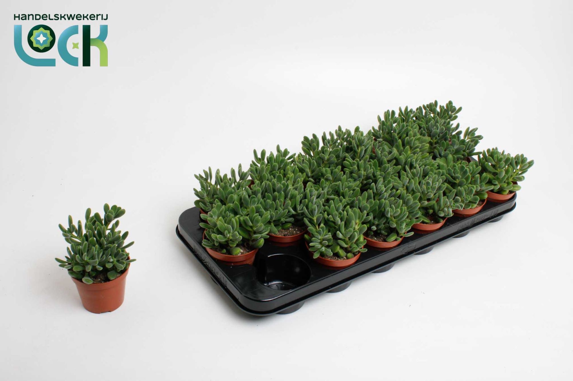 Горшечные цветы и растения оптом Crassula Rogersii от 12шт (для телеги) из Голландии с доставкой по России