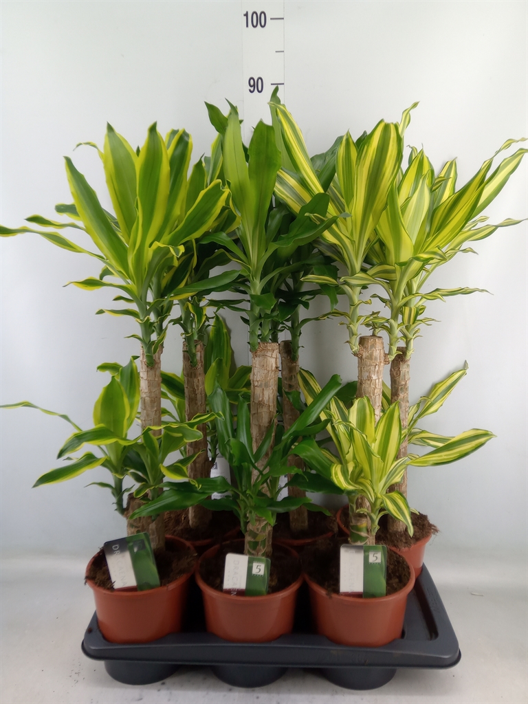 Горшечные цветы и растения оптом Dracaena Frag.   ...mix 3 от 6шт из Голландии с доставкой по России