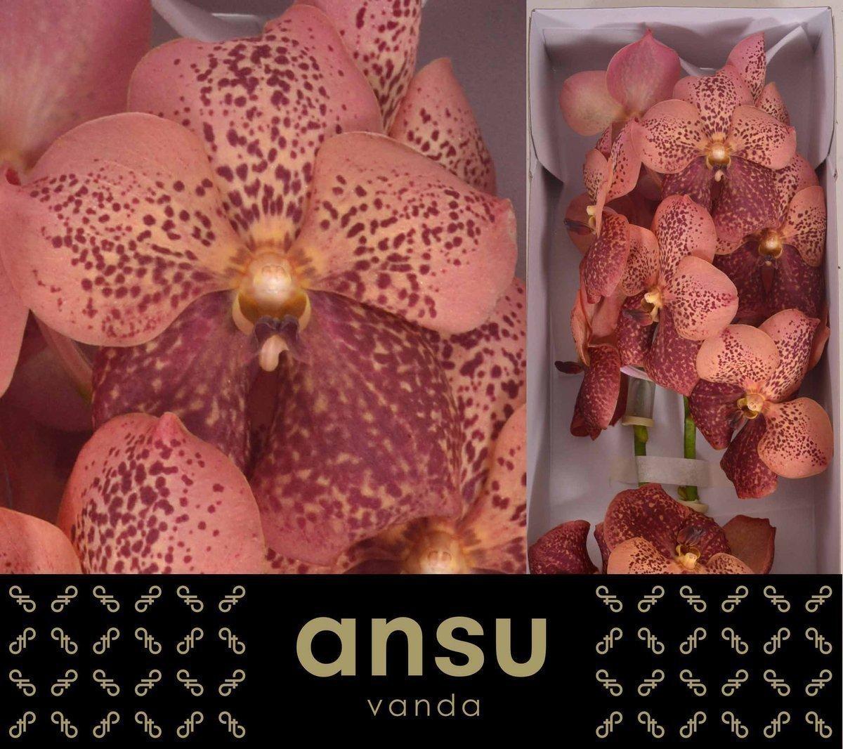 Срезанные цветы оптом Vanda sunanda leopard coral от 16шт из Голландии с доставкой по России
