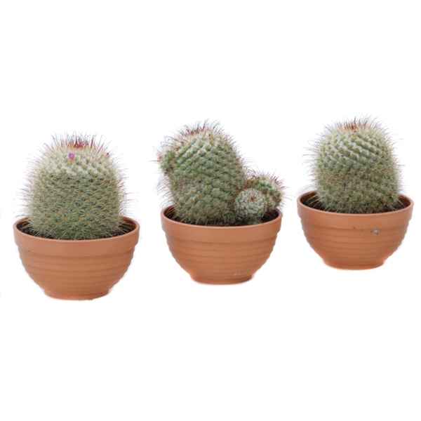 Горшечные цветы и растения оптом Mammillaria Pringlei Bowl от 6шт из Голландии с доставкой по России