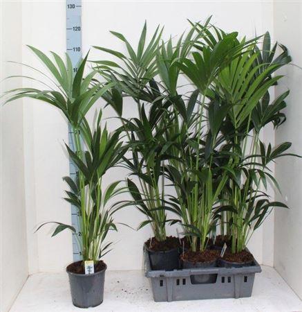 Горшечные цветы и растения оптом Howea Forsteriana 3pp от 6шт из Голландии с доставкой по России