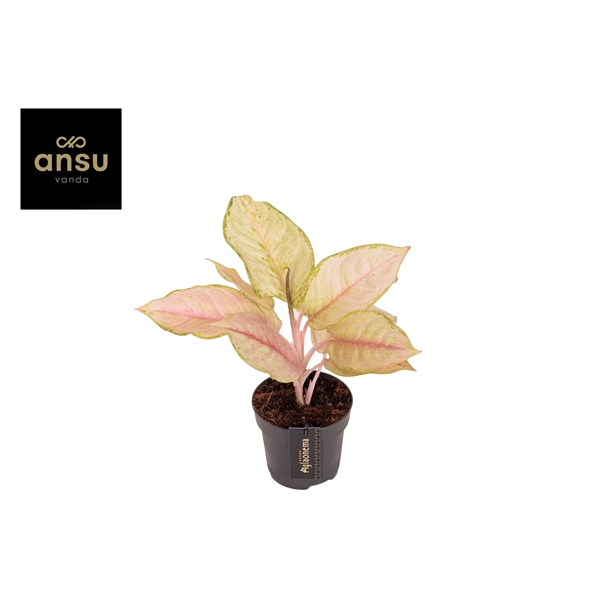 Горшечные цветы и растения оптом Aglaonema Corn Silk от 6шт из Голландии с доставкой по России