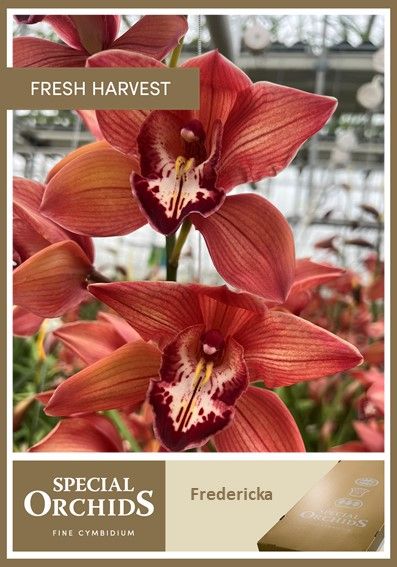 Срезанные цветы оптом Cymbidium red princess fredericka от 6шт из Голландии с доставкой по России