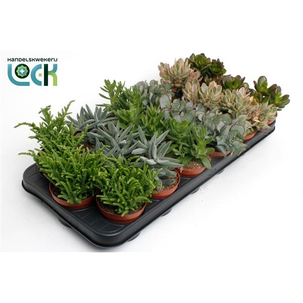 Горшечные цветы и растения оптом Crassula Mix от 12шт (для телеги) из Голландии с доставкой по России