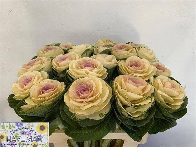 Срезанные цветы оптом Brassica white crane от 20шт из Голландии с доставкой по России