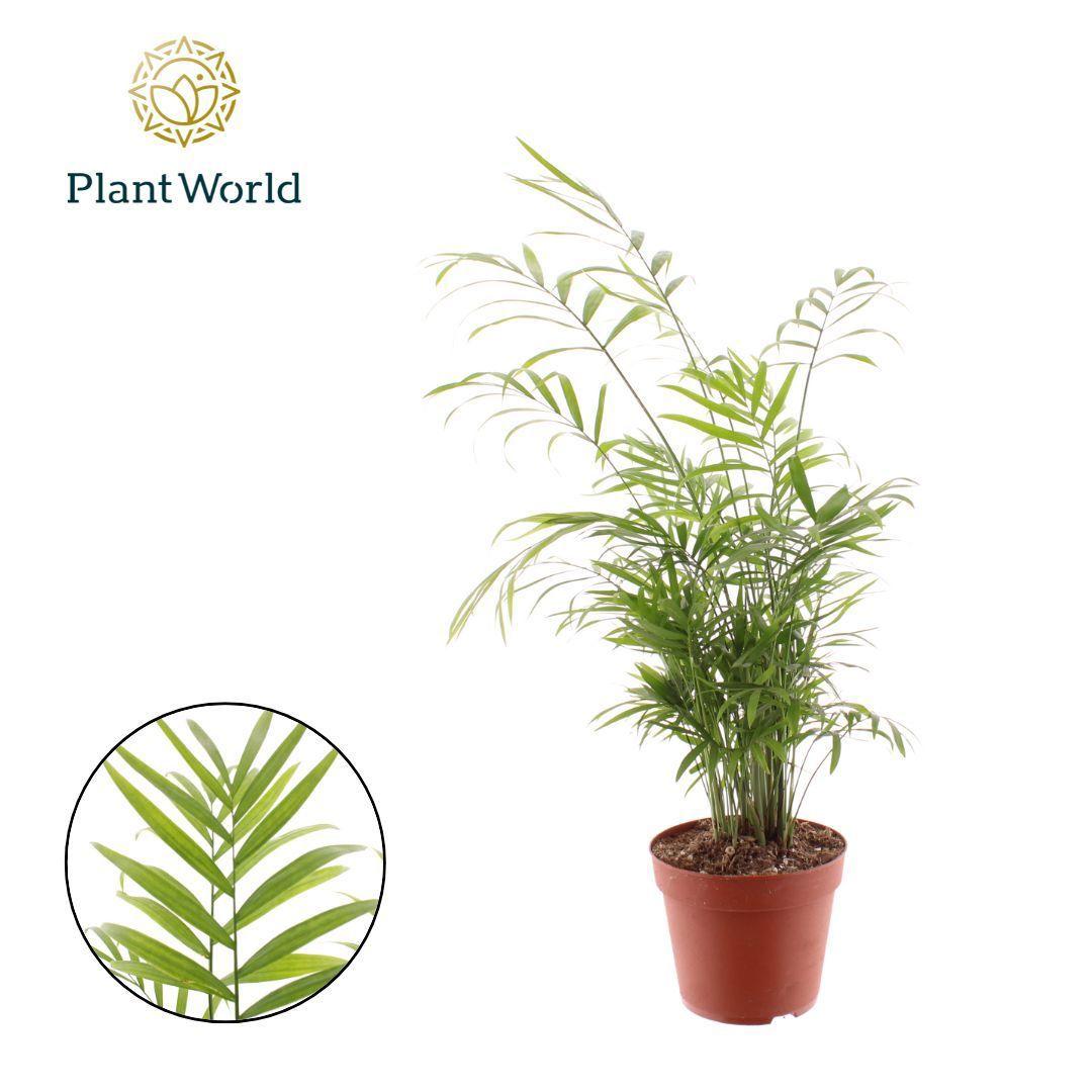 Горшечные цветы и растения оптом Chamaedorea Elegans Variegated от 7шт из Голландии с доставкой по России